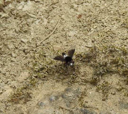 Mosca bianca e nera in Sardegna